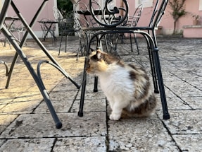 A fluffy cat with patches of brown and white fur sits on a cobblestone patio underneath ornate metal chairs. The surrounding area includes more chairs and part of a pink building with greenery.