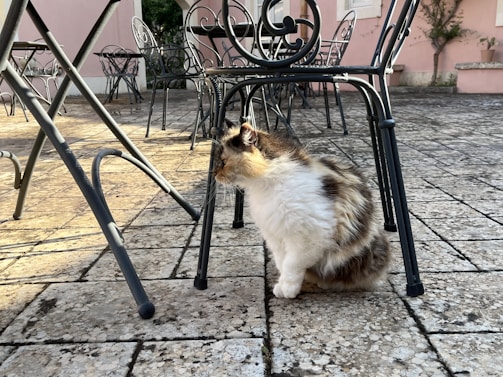 A fluffy cat with patches of brown and white fur sits on a cobblestone patio underneath ornate metal chairs. The surrounding area includes more chairs and part of a pink building with greenery.
