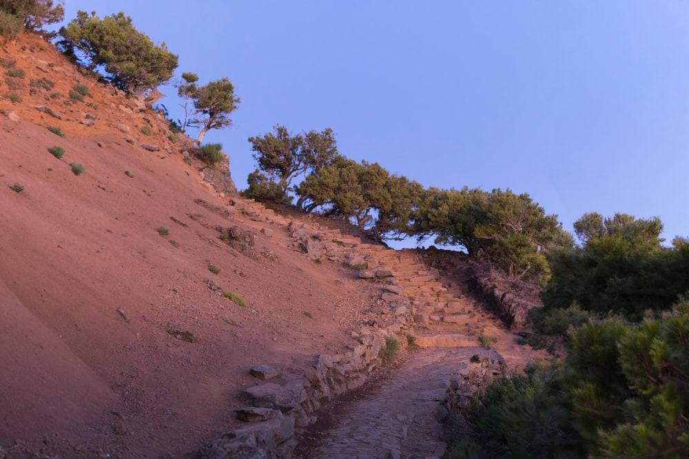 a dirt path with trees growing on top of it