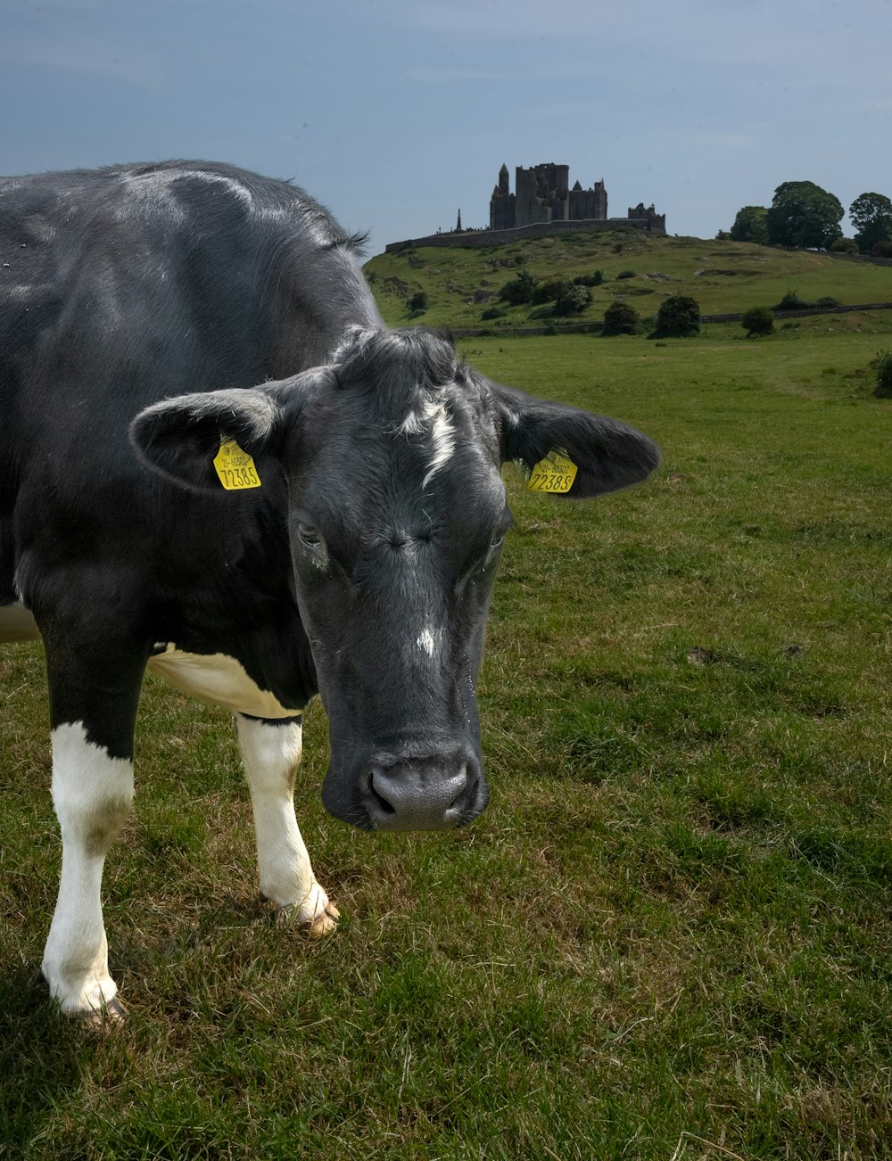 a black and white cow standing on a lush green field