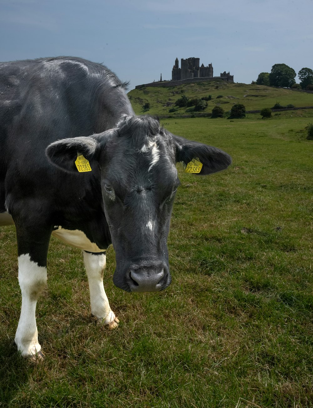 una mucca in bianco e nero in piedi su un campo verde lussureggiante