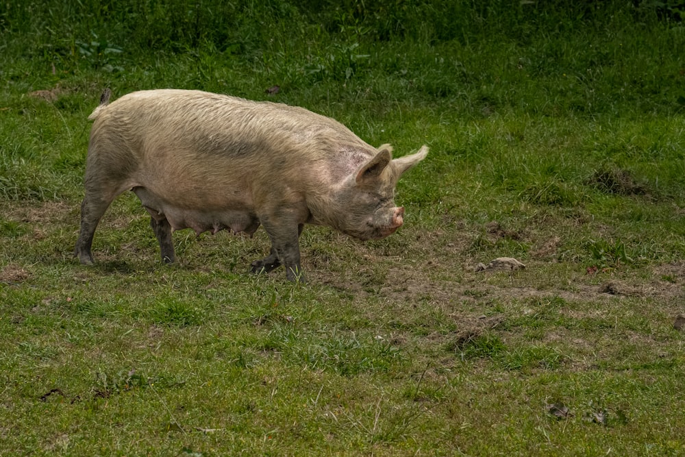a pig that is standing in the grass