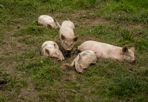 Healthy piglets resting in a rustic farm pen surrounded by green pastures.