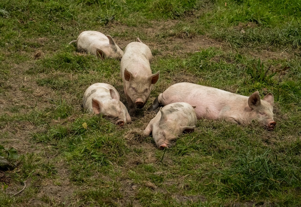 a group of pigs laying on top of a lush green field