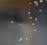 A group of small, delicate insects suspended in mid-air against a blurred background. The insects have translucent wings, creating a light, ethereal effect.