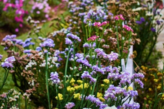 A vibrant community garden showcasing diverse plants and flowers.