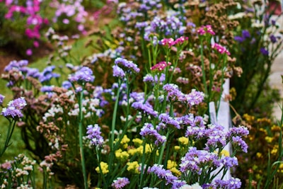 A vibrant community garden filled with various plants and flowers.