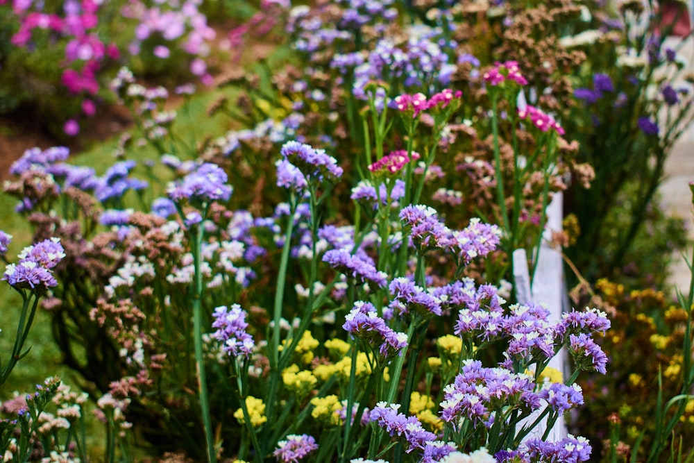 a garden filled with lots of purple flowers