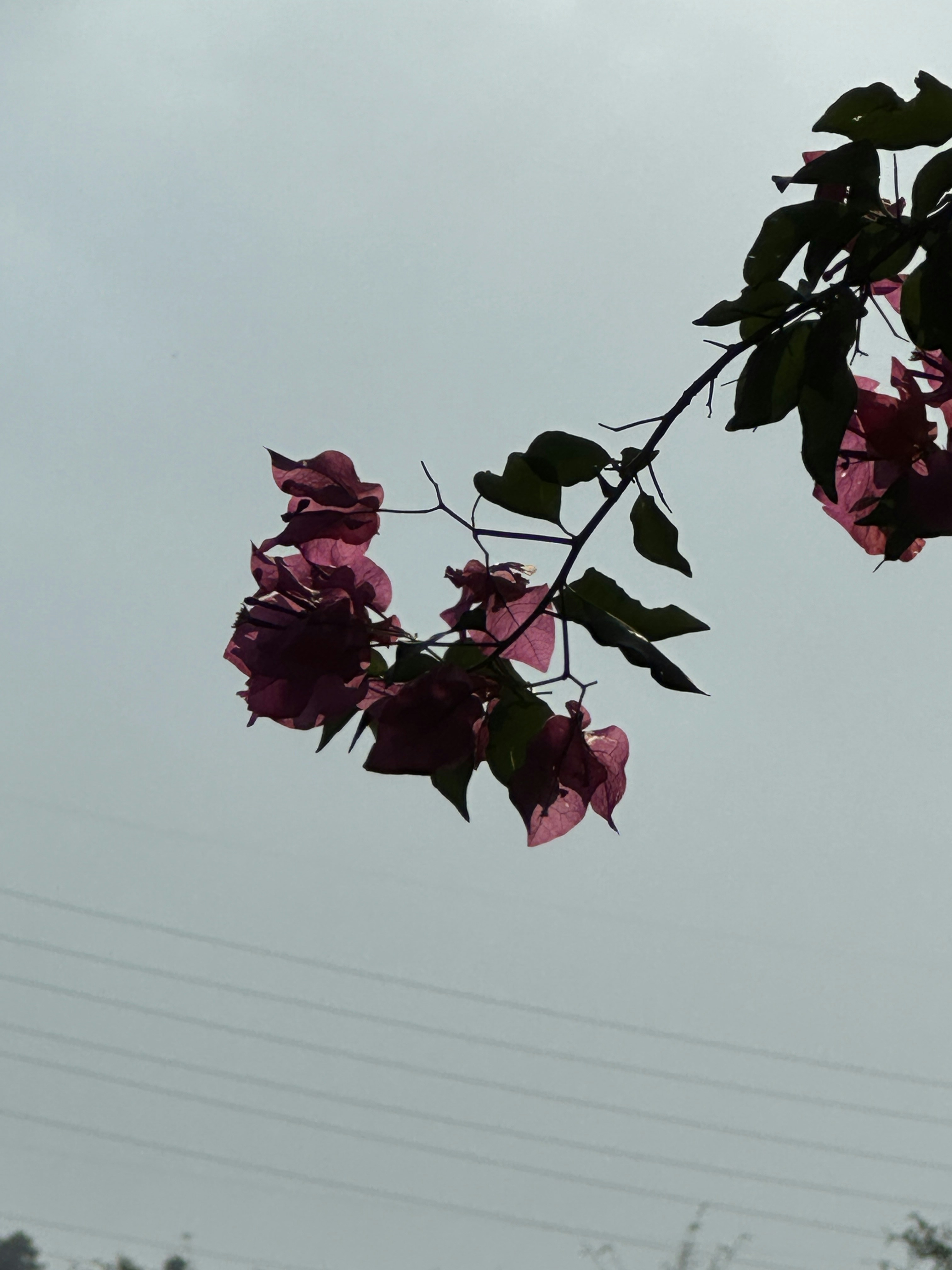 Photo by piyush_thakur