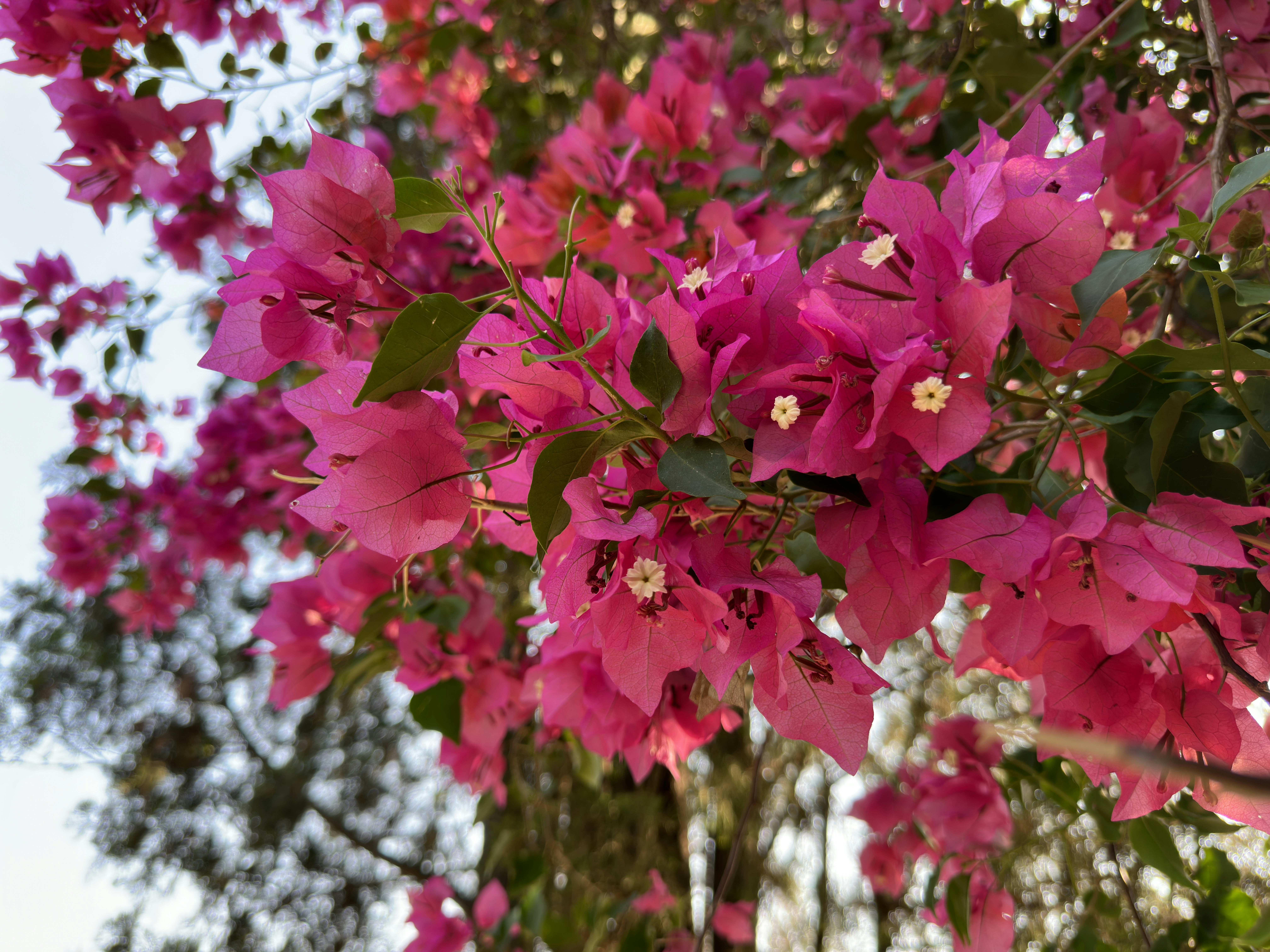 Photo by piyush_thakur