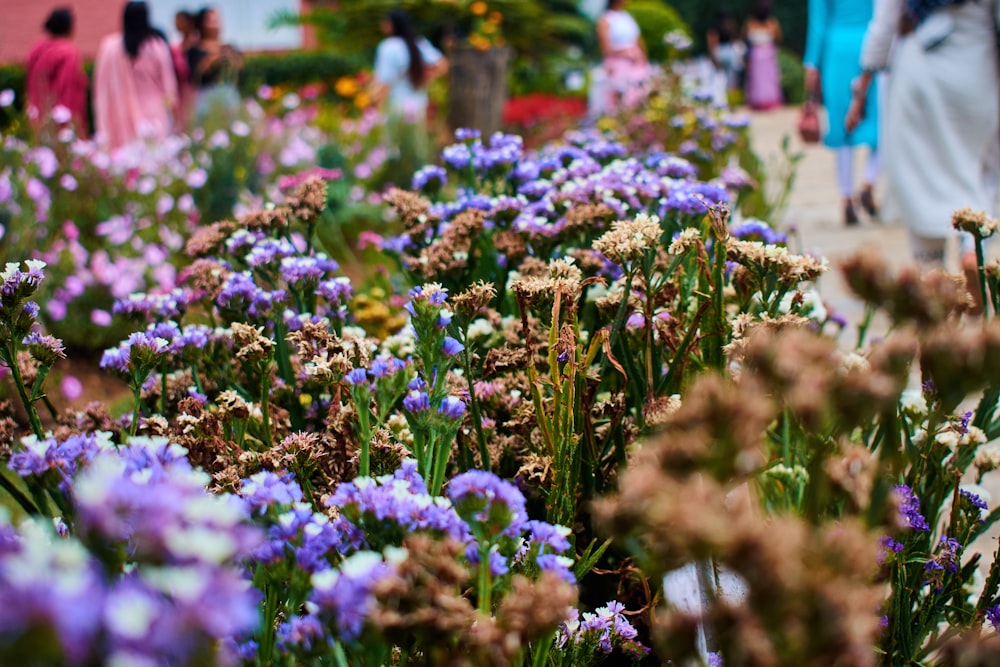 Un jardin rempli de nombreuses fleurs violettes et blanches
