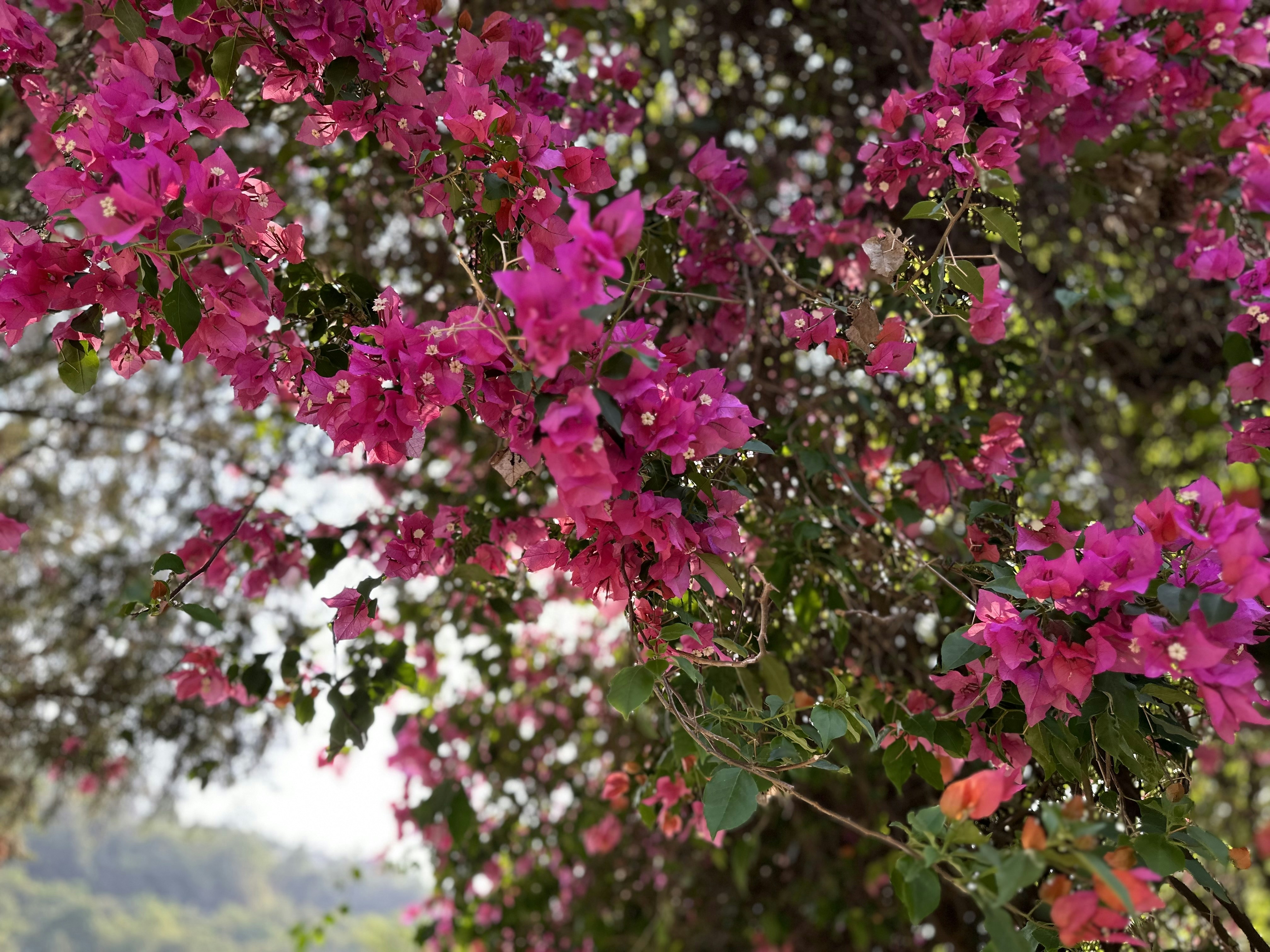 Photo by piyush_thakur