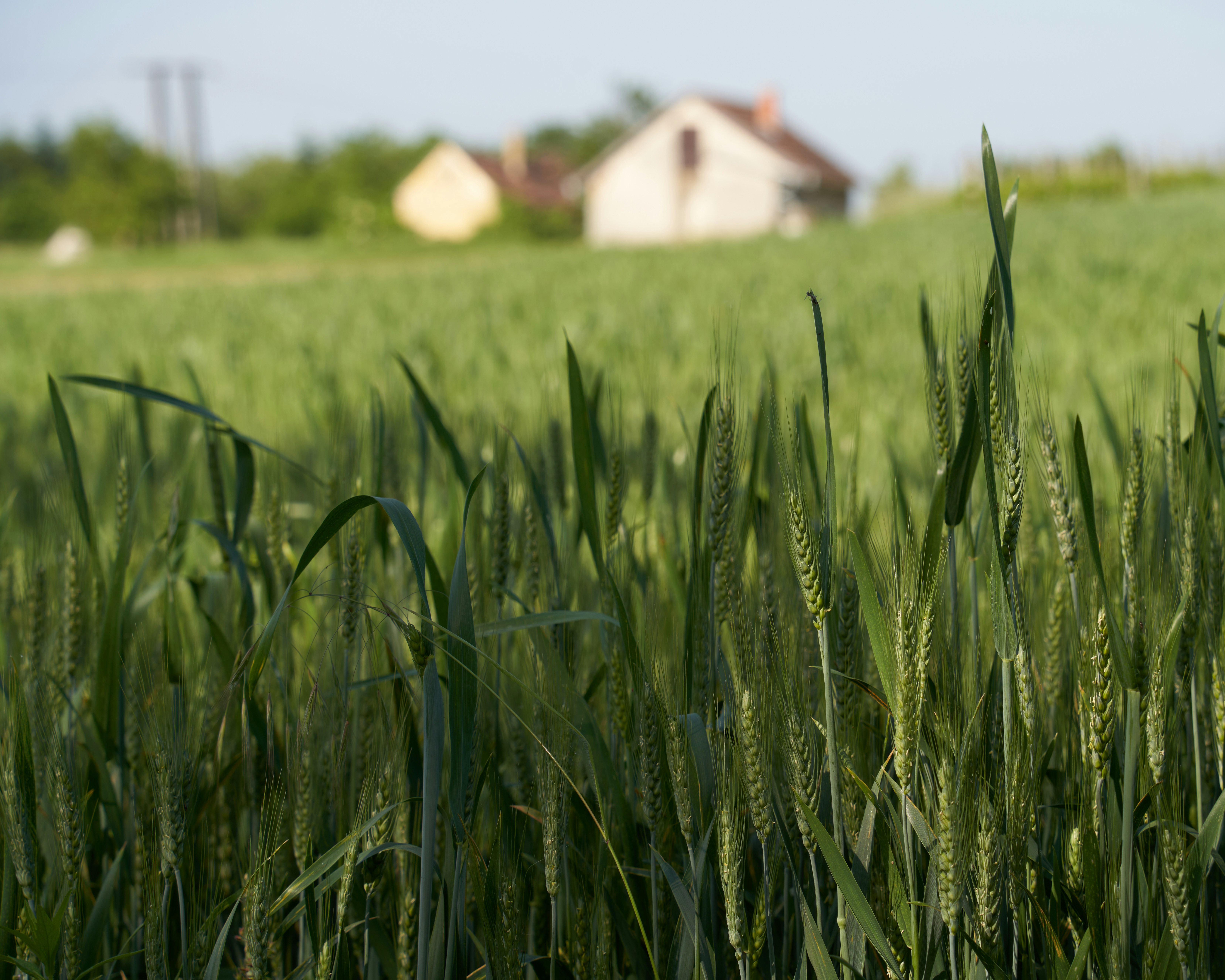 a field of green grass with a house in the background