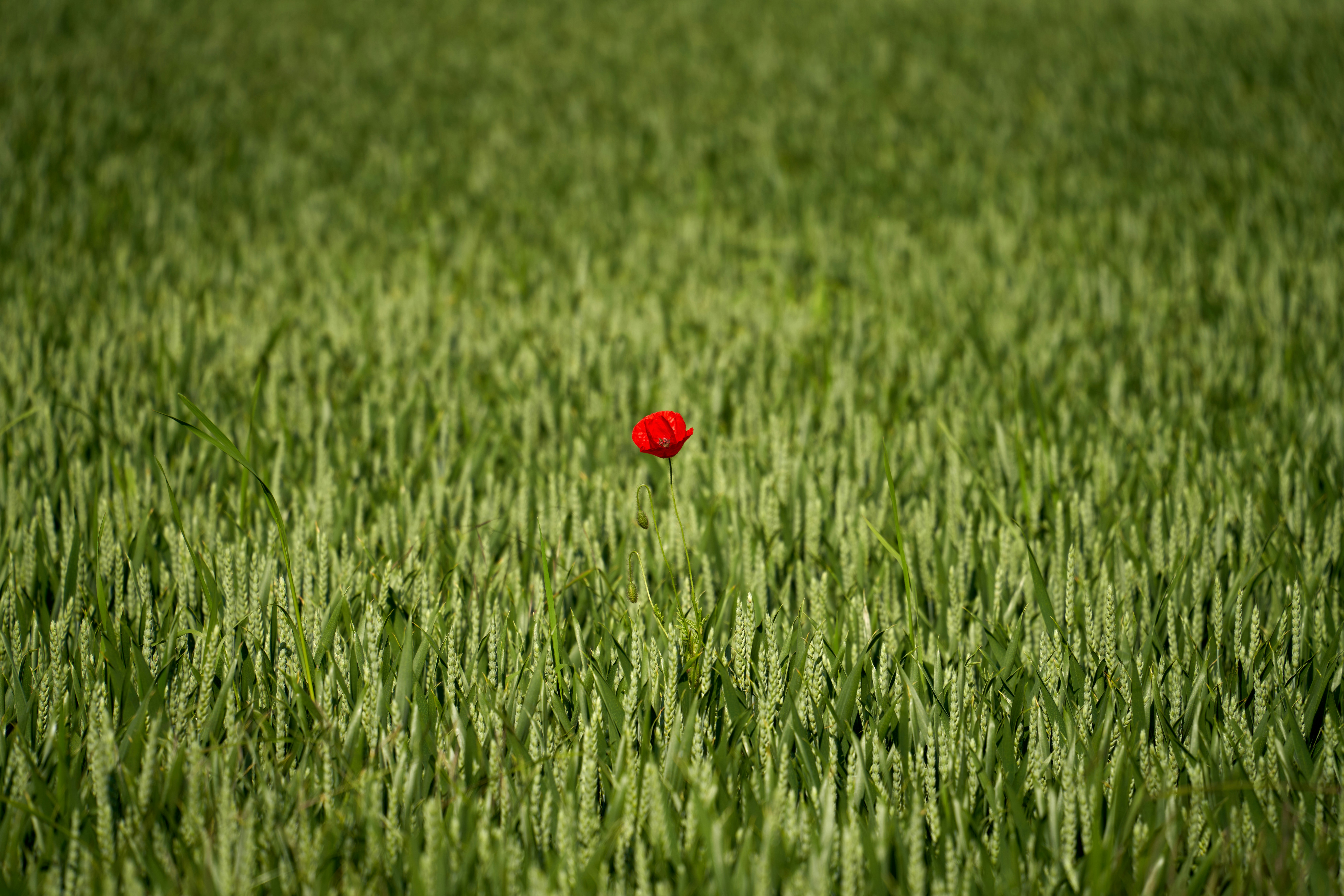 a lone red flower in the middle of a green field