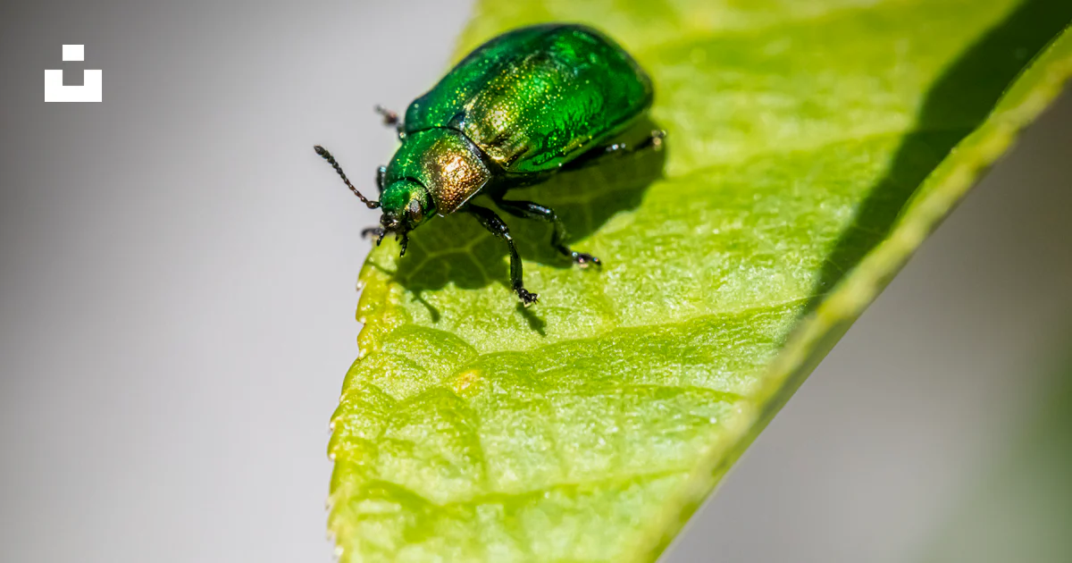 Un insecte vert assis sur une feuille verte photo – Photo Feuille ...