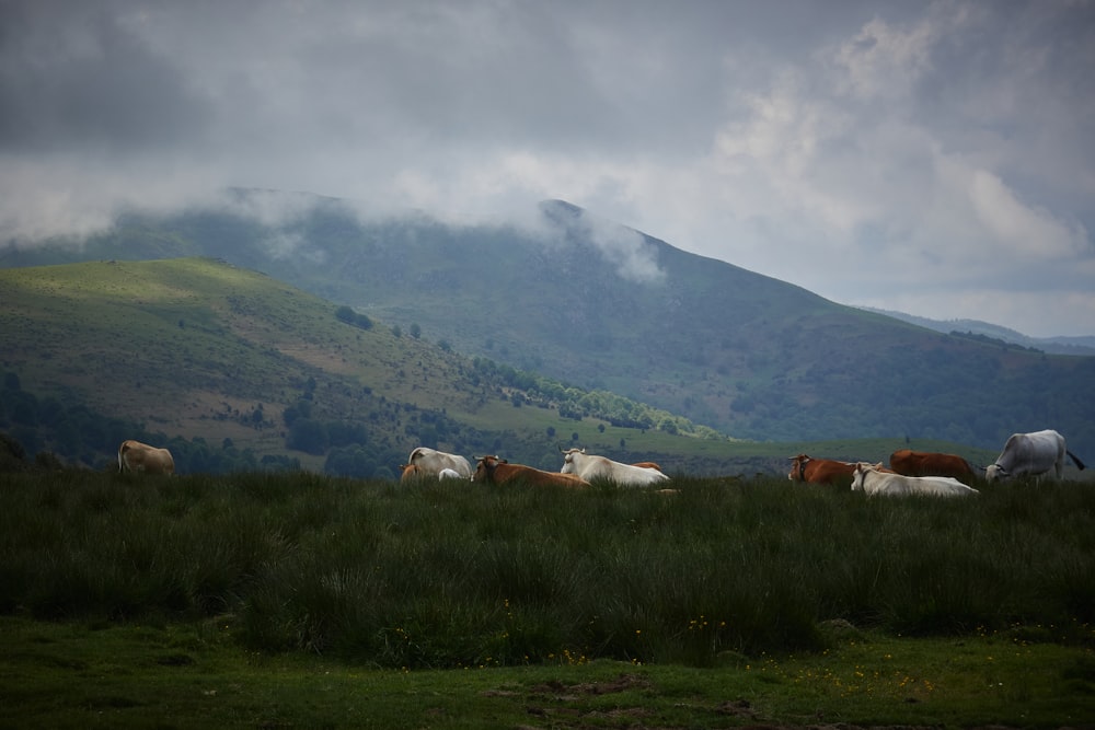 una mandria di bovini al pascolo su una collina verde lussureggiante