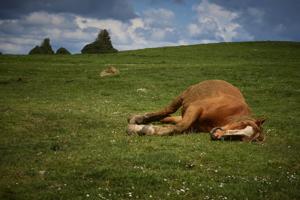 a brown horse laying on top of a lush green field
