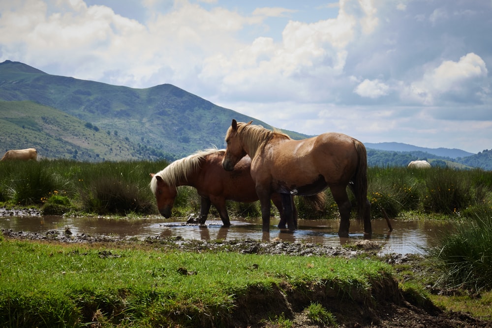 una coppia di cavalli in piedi in un campo