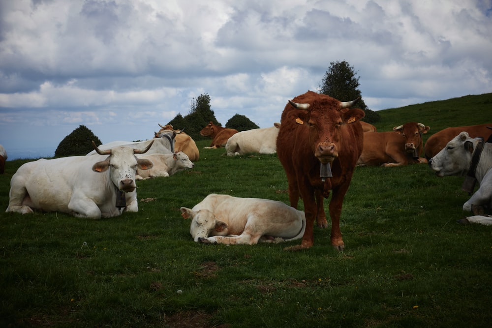 Una mandria di bovini che giace in cima a un rigoglioso campo verde