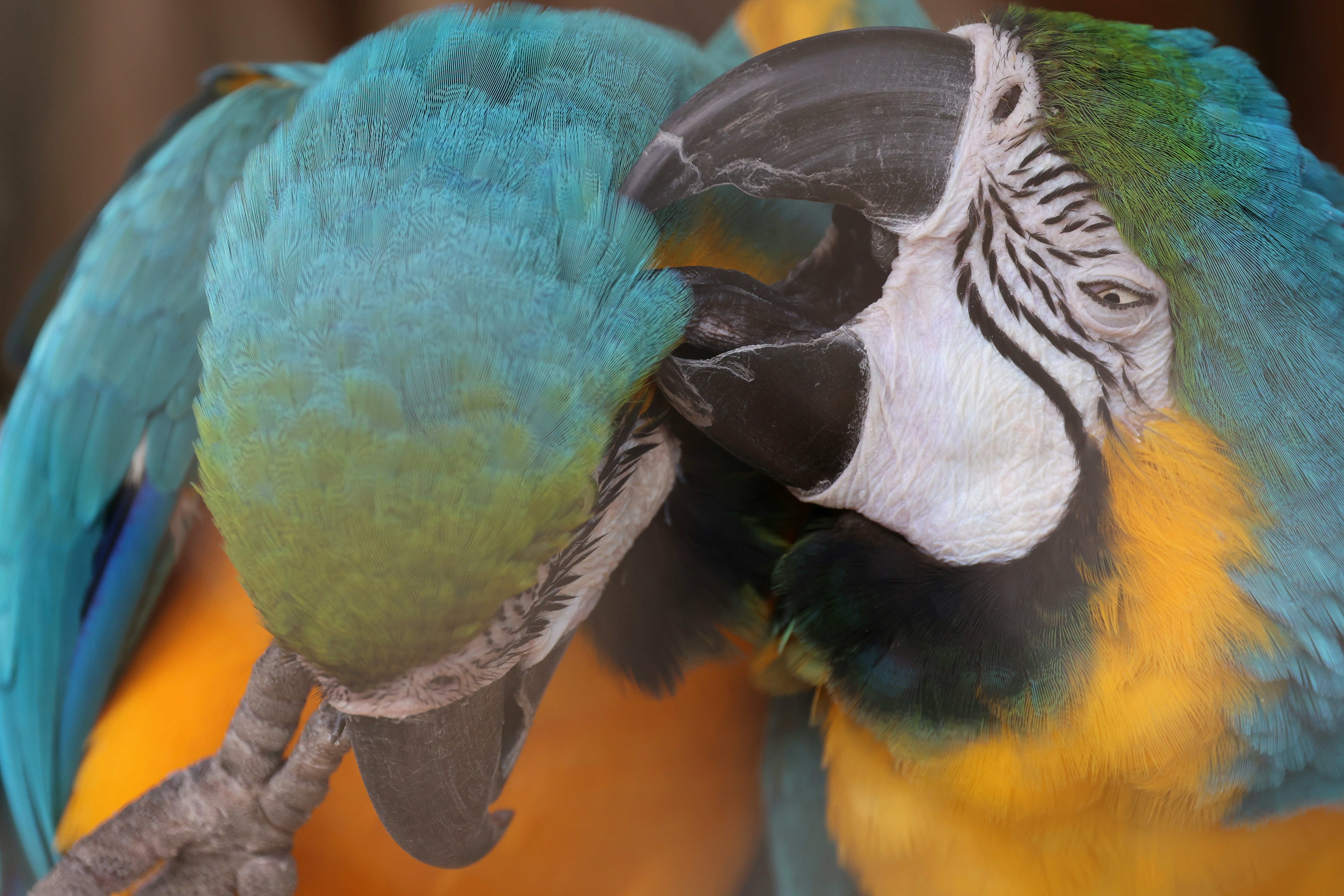 a close up of two colorful birds on a branch