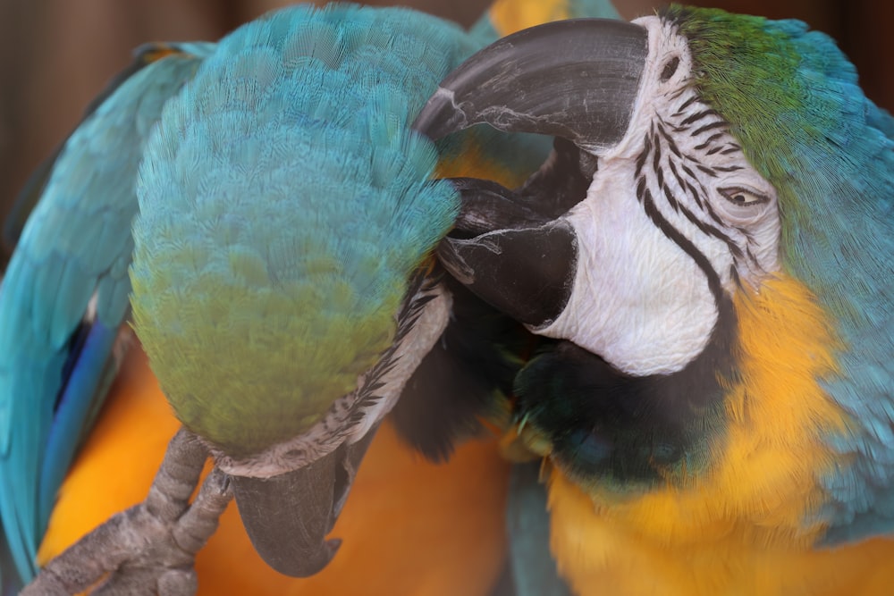 a close up of two colorful birds on a branch