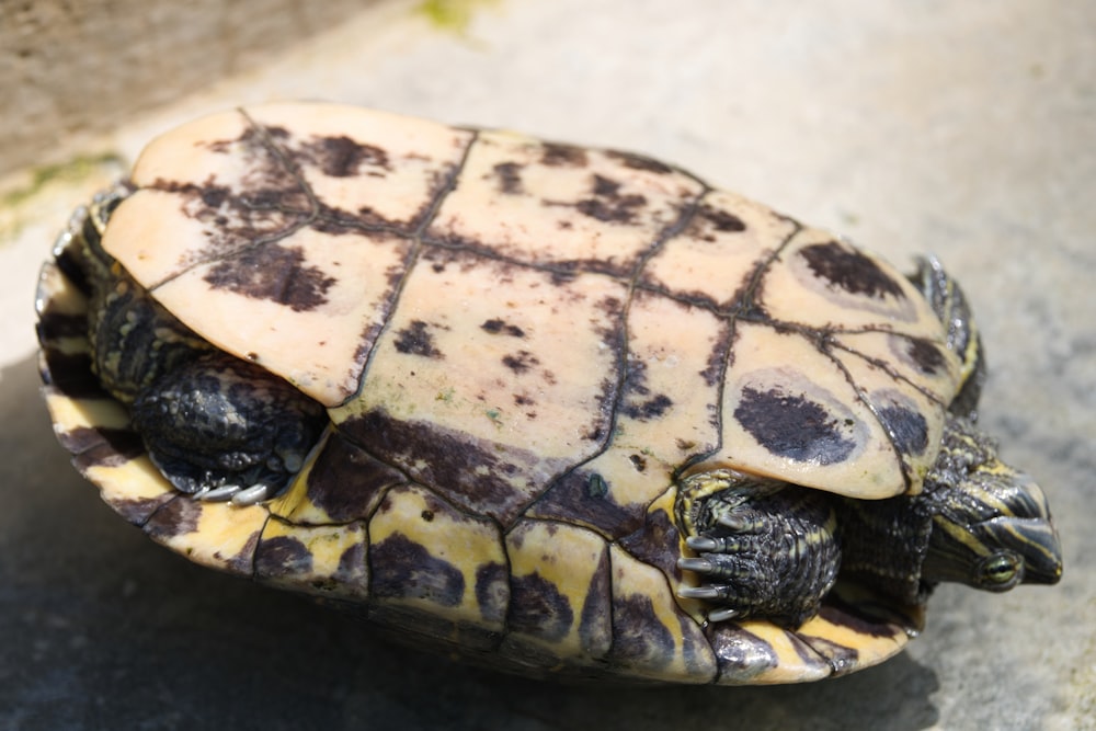 a close up of a turtle on a cement surface