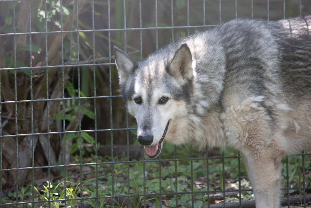 a wolf standing in front of a metal fence