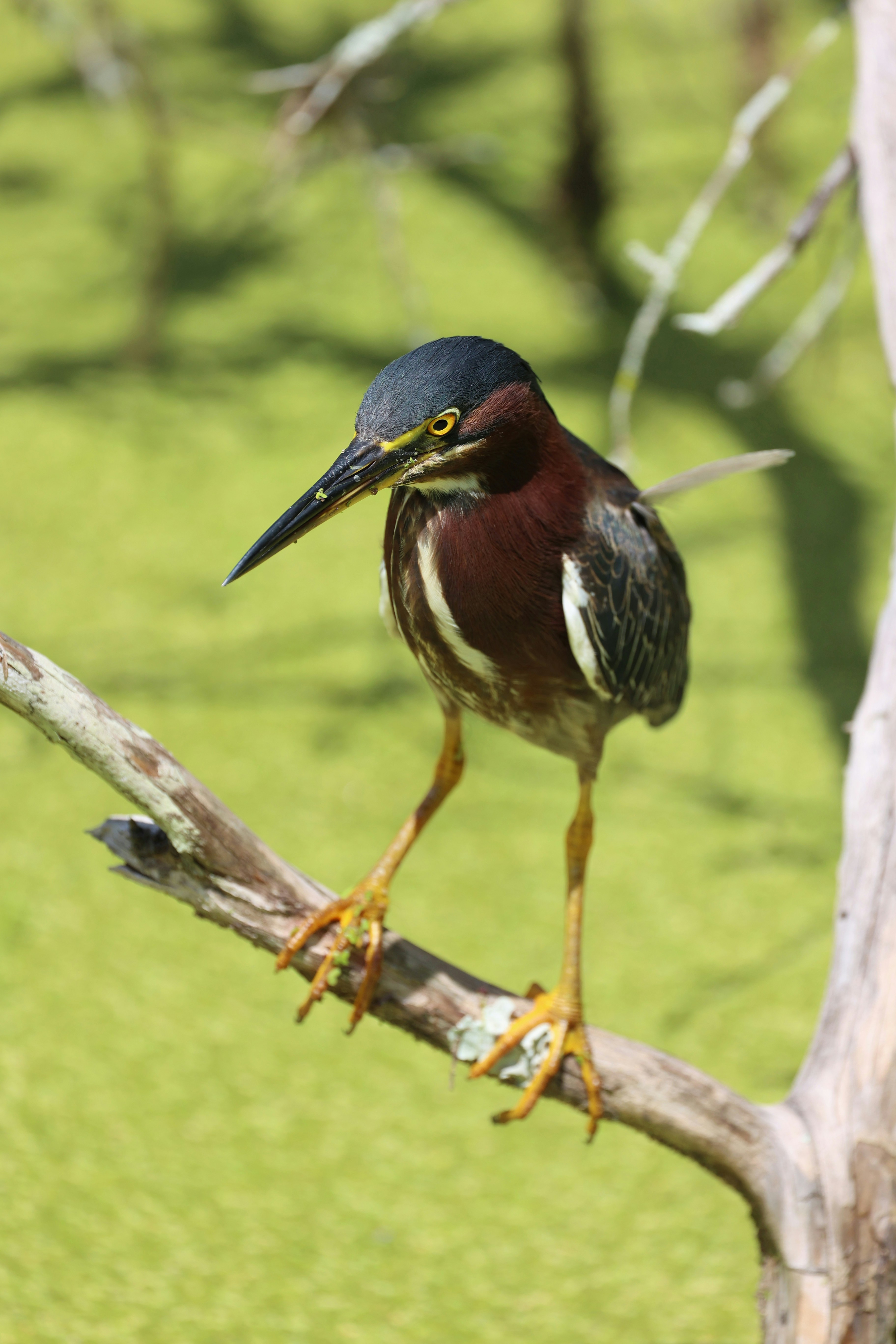 Photo by thephotochad