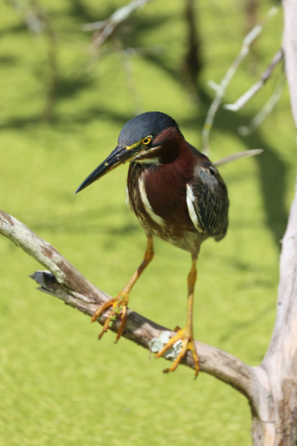 a bird is perched on a tree branch