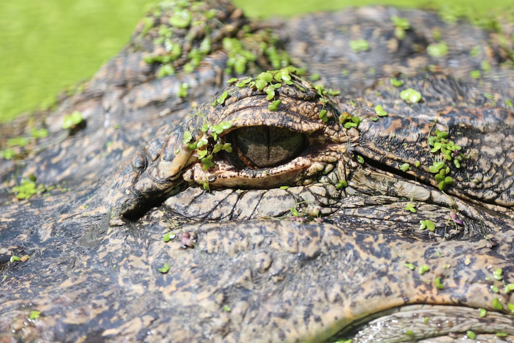 a close up of a large alligator's face