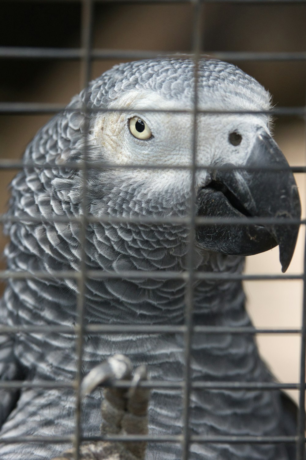 a gray parrot sitting inside of a cage