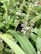 A large black bee is perched on a stem surrounded by small white flowers and lush green foliage, suggesting a vibrant, natural setting.