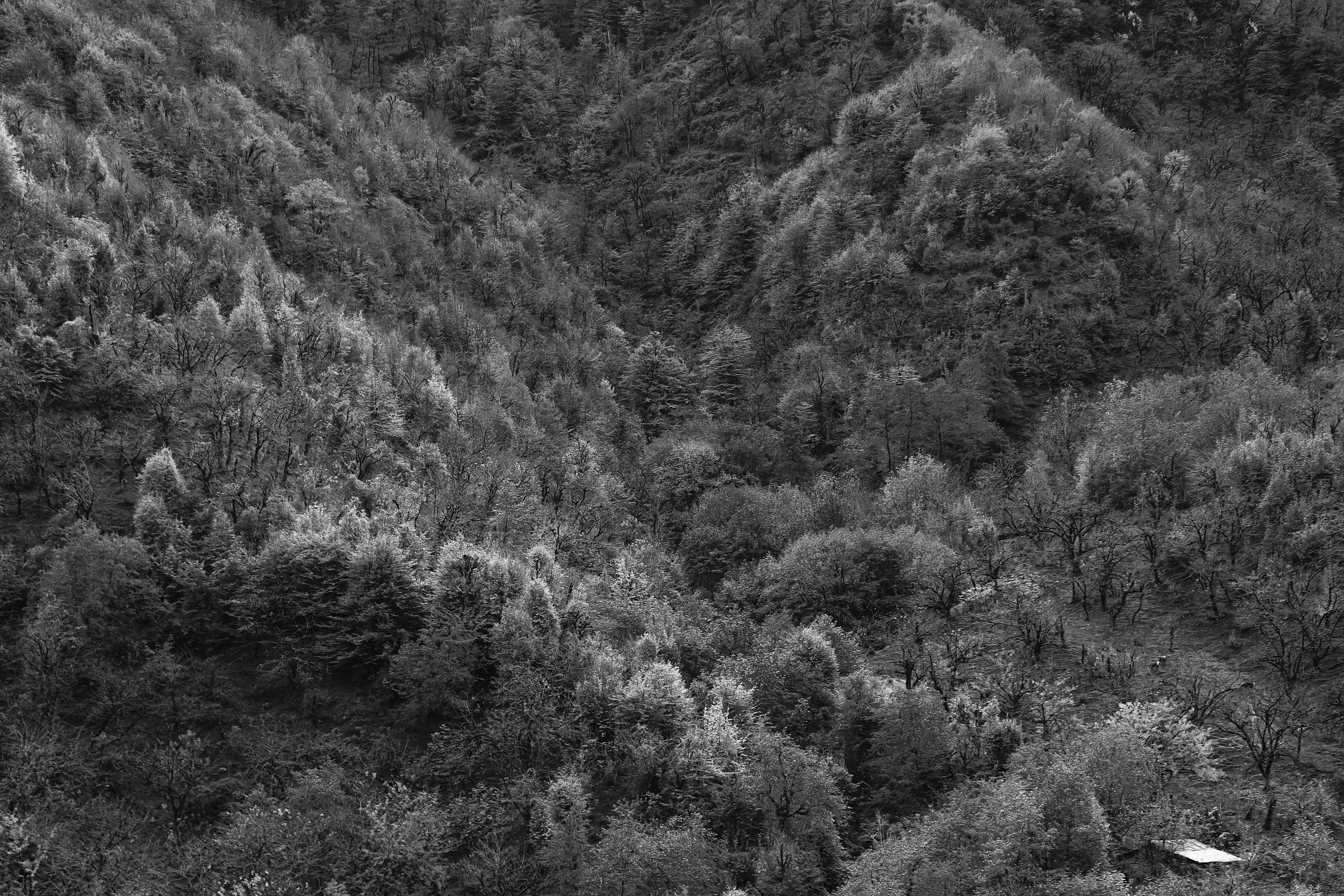 Photo by mahdibafande