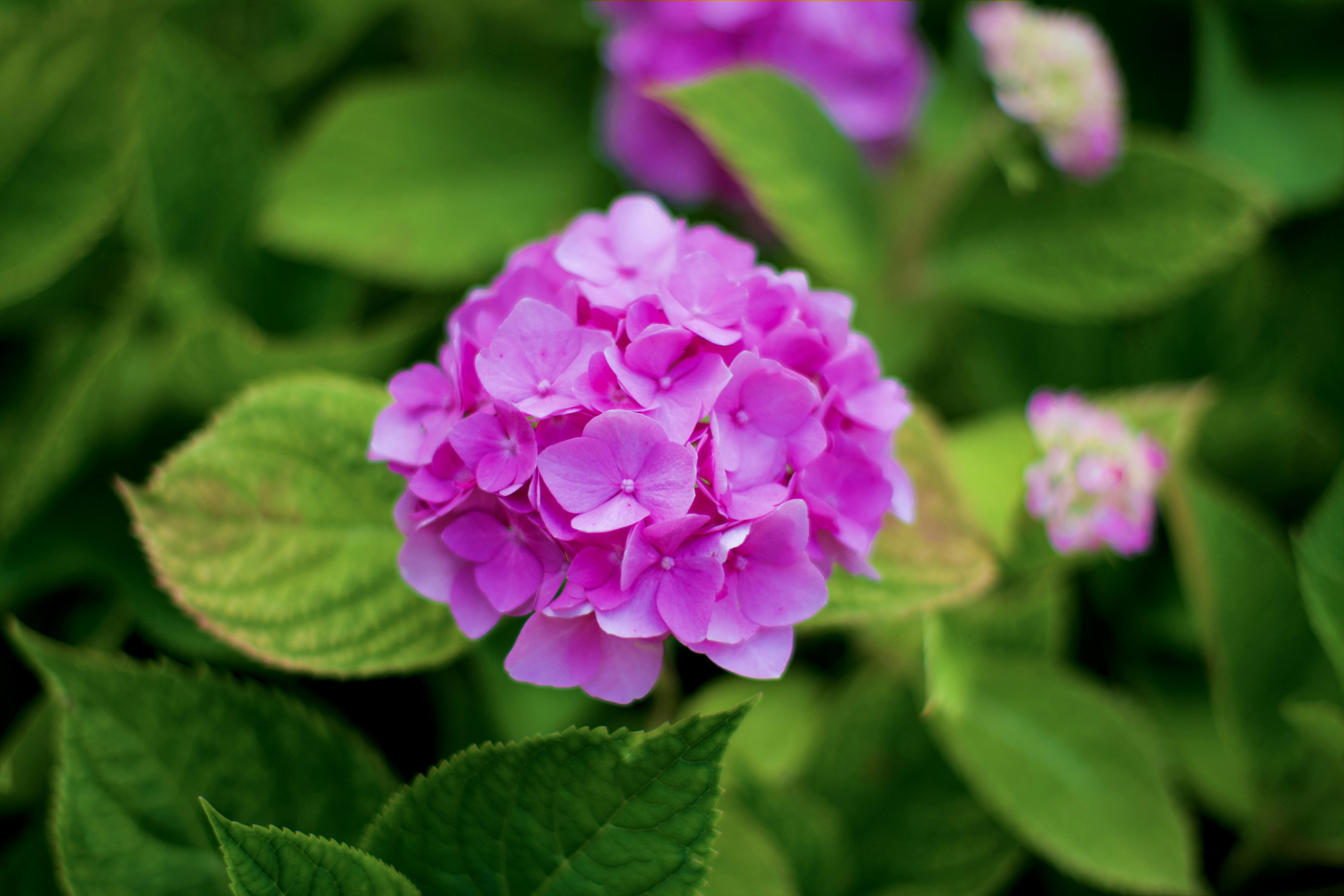 Photo by bayern_lens