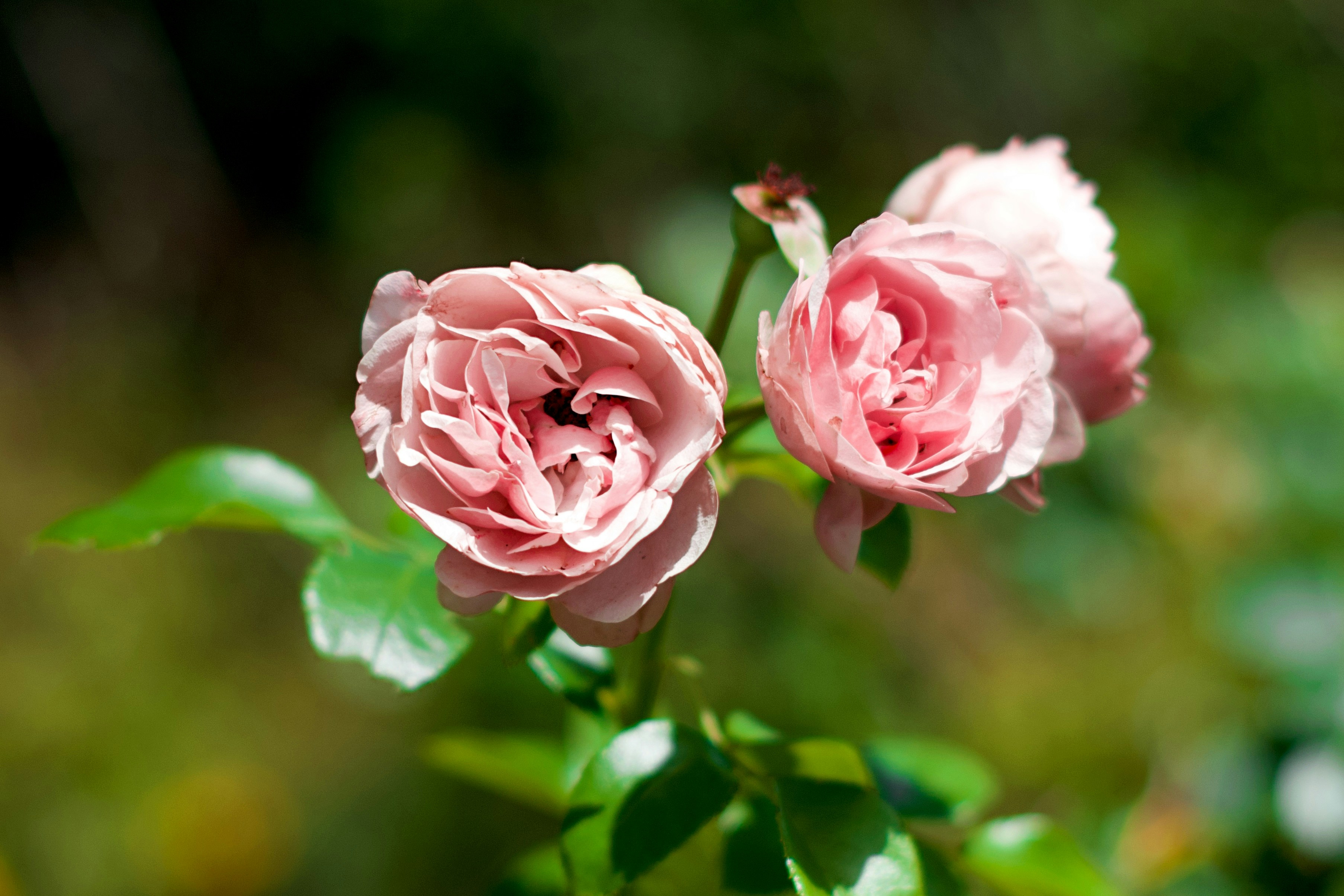 Photo by bayern_lens