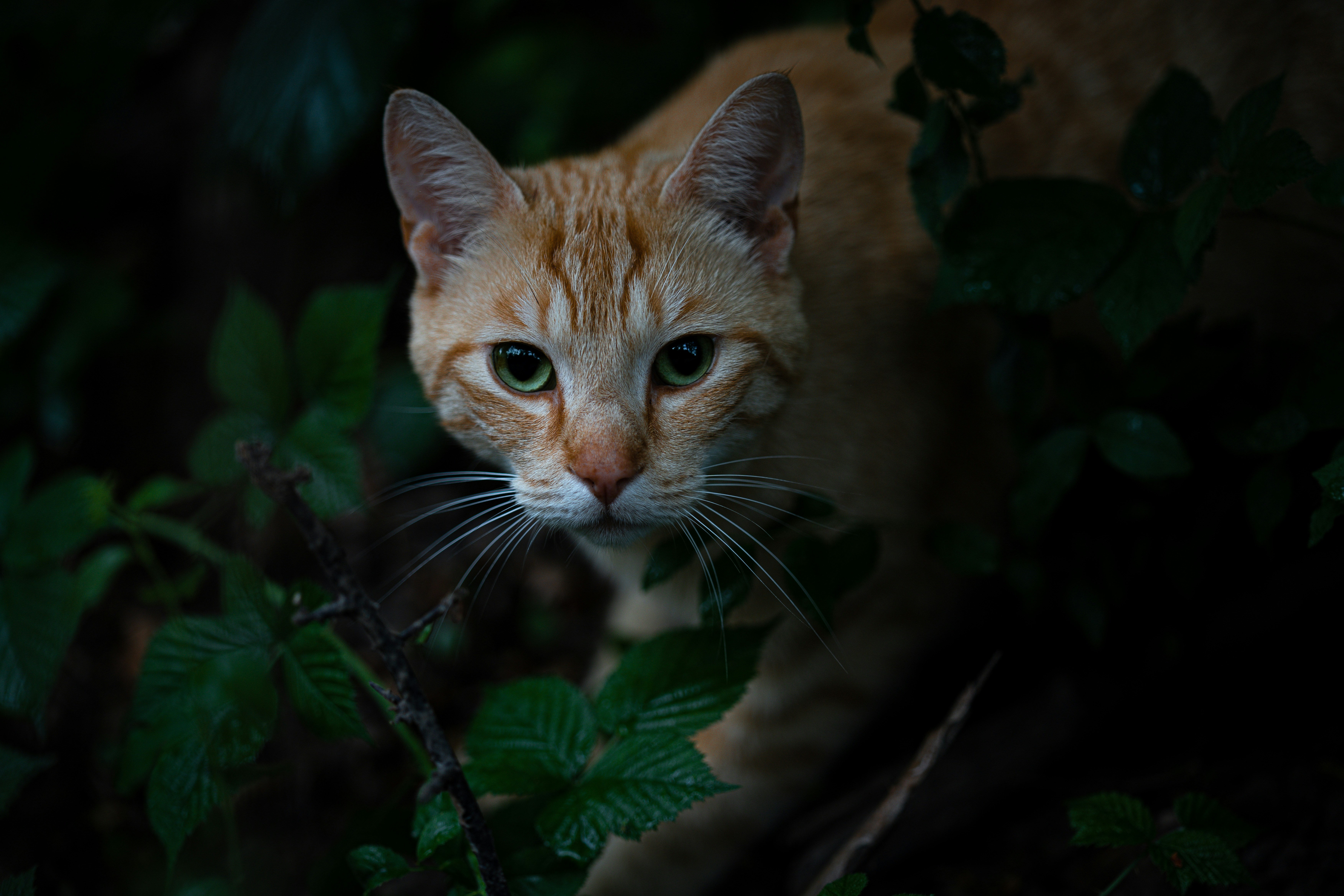 Photo by bidenureser