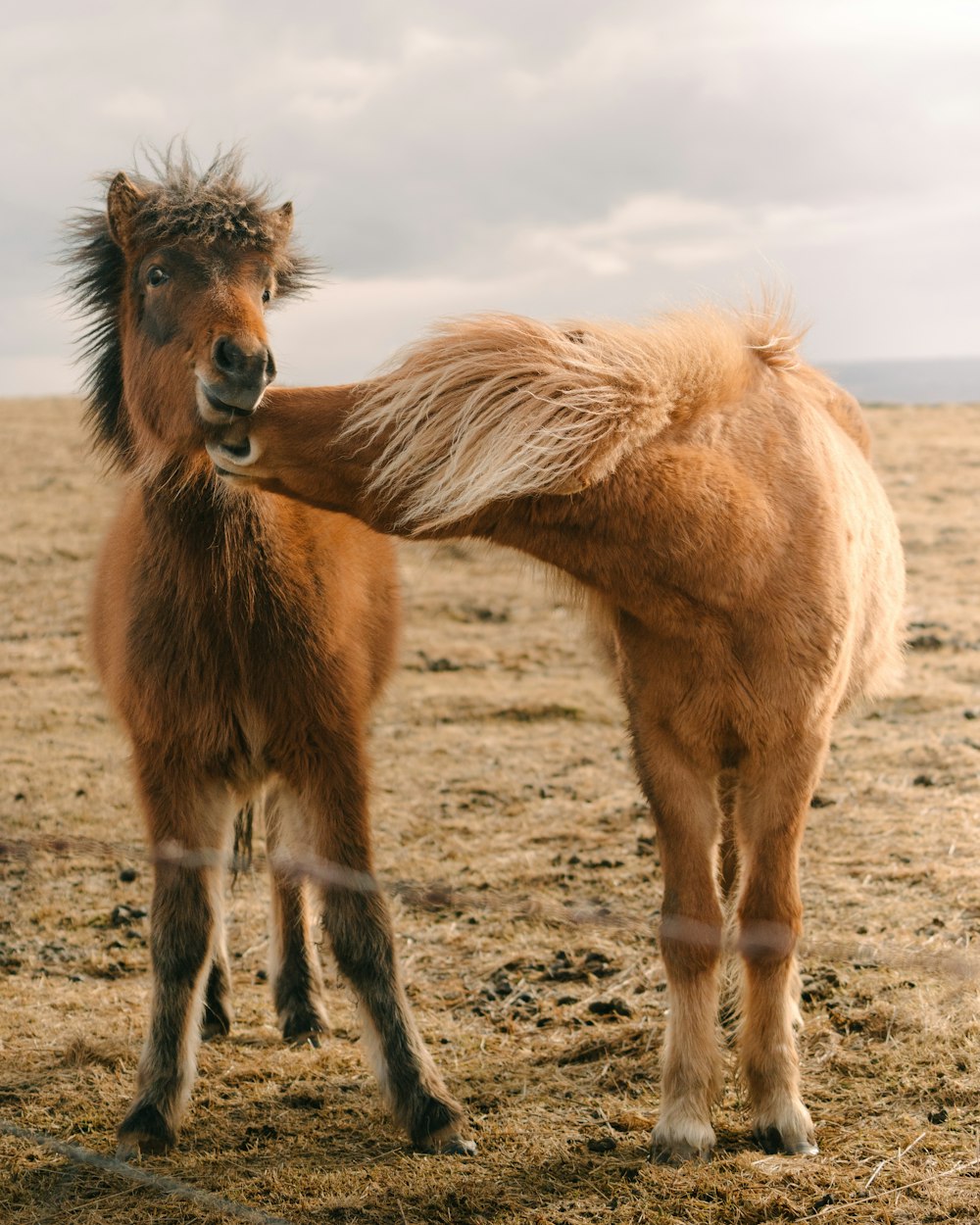 a brown horse standing on top of a dry grass field