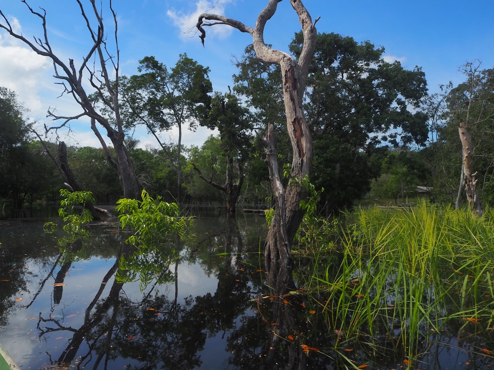 a body of water surrounded by trees and grass