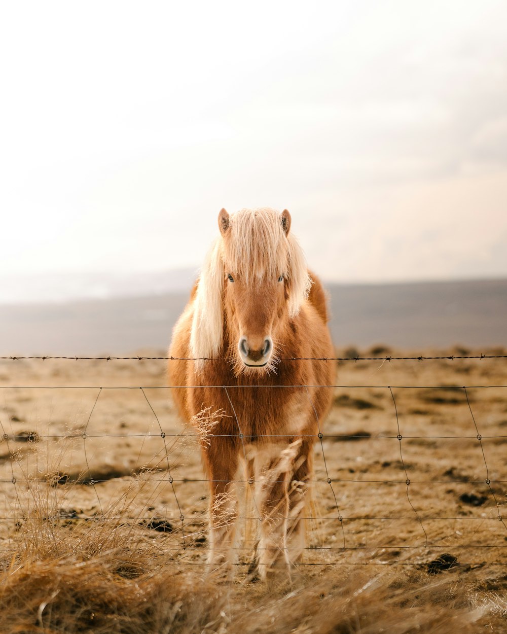 a brown horse standing on top of a dry grass field