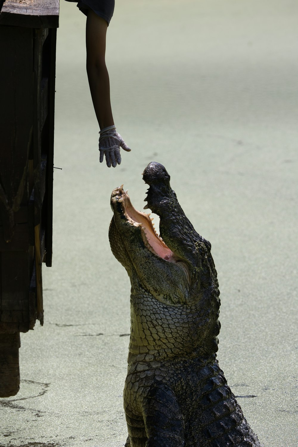 a person reaching out to a large alligator