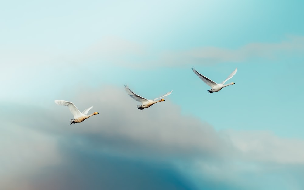 a couple of birds flying through a cloudy sky