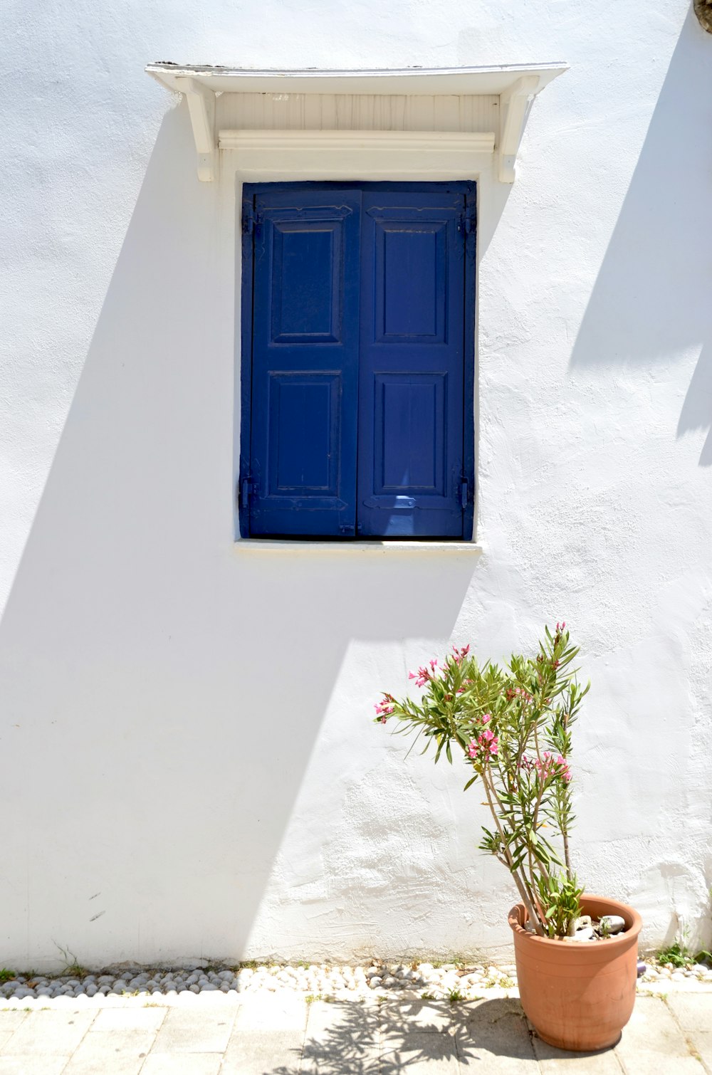 a potted plant sitting next to a blue door