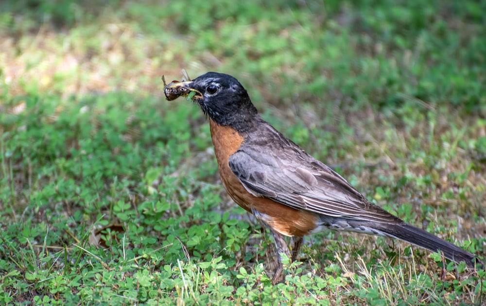 a brown and black bird with a worm in it's mouth