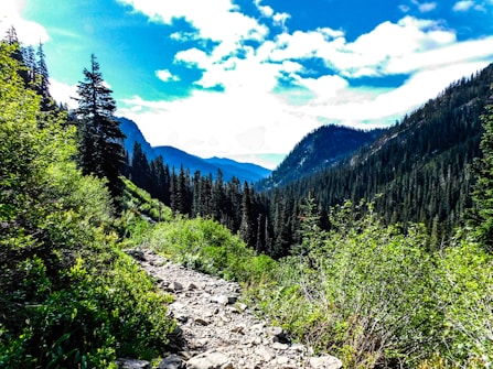 A picturesque mountain landscape with a rocky path cutting through lush greenery. Tall pine trees line the path, and forested mountains rise in the distance under a vibrant blue sky dotted with white clouds.