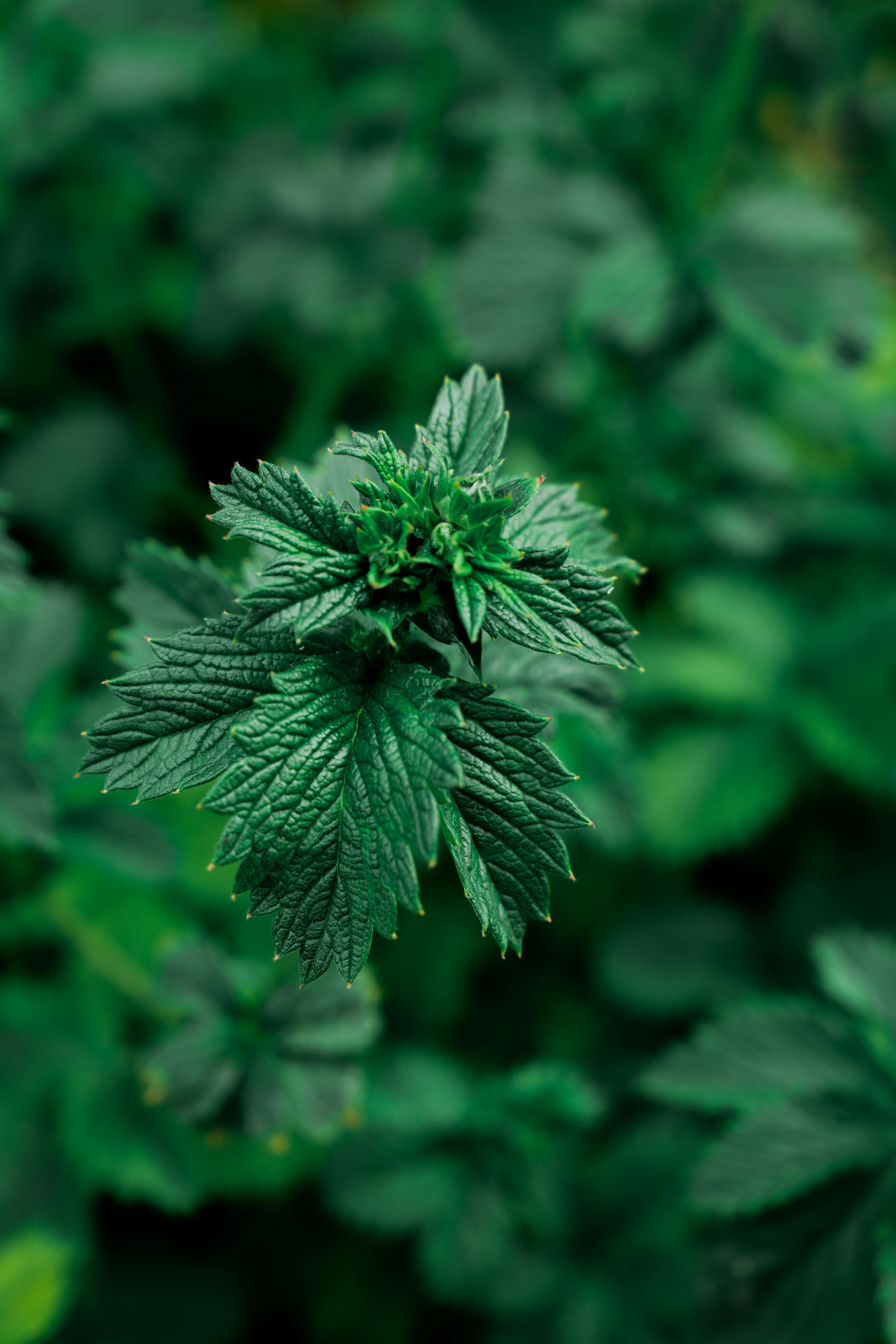 Photo by nurlanisazade