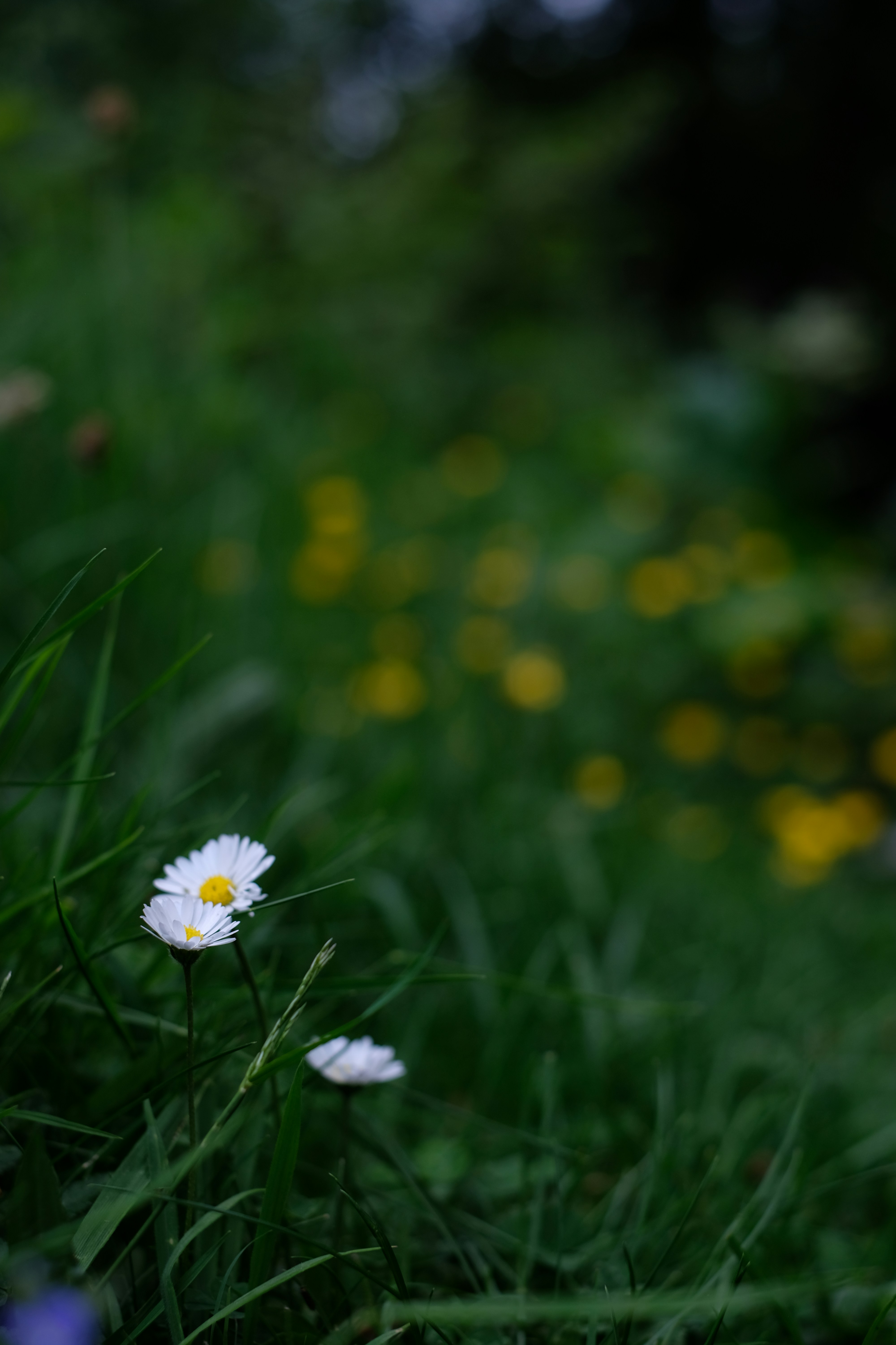 Photo by zaralazarov