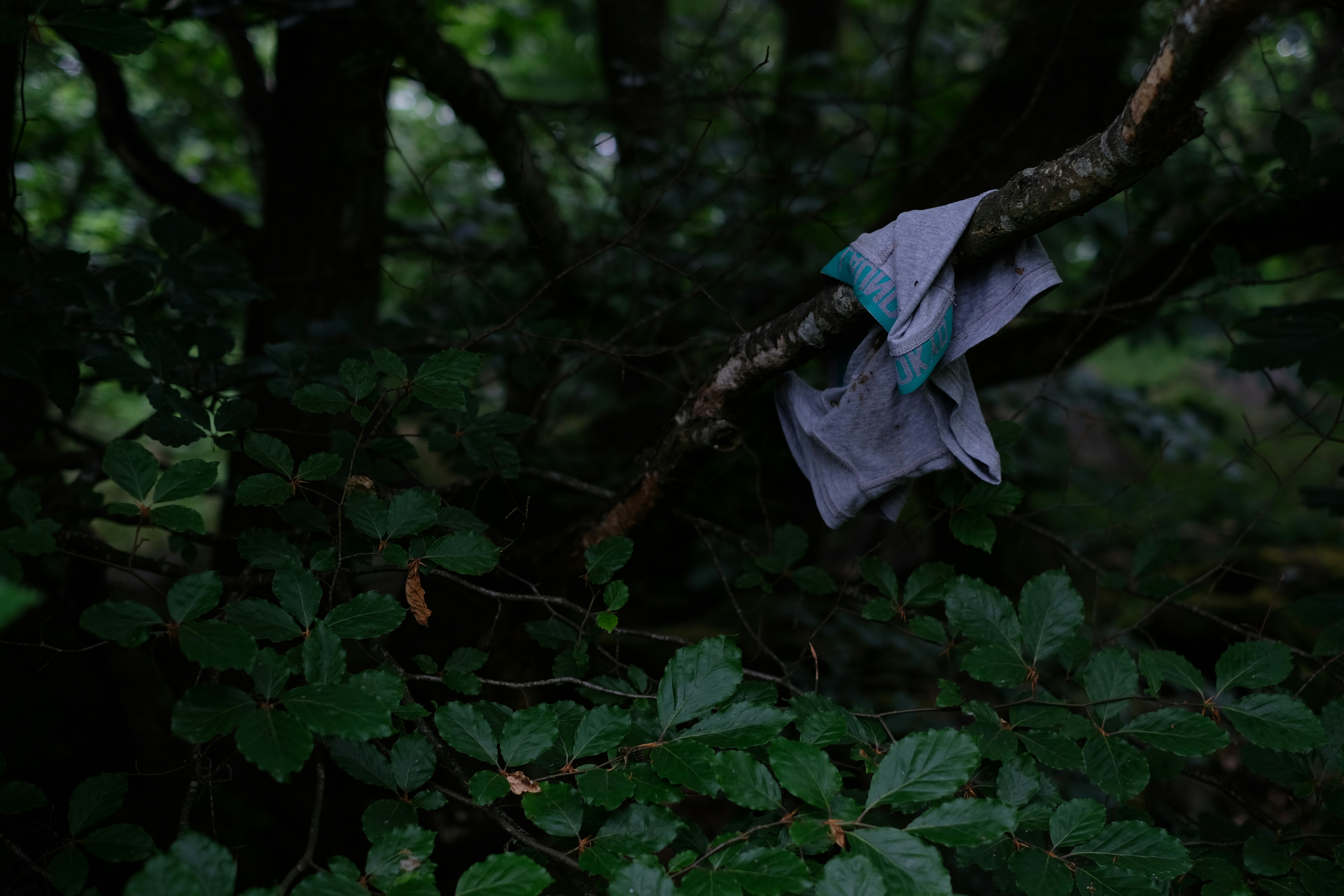 Camiseta Bosque Nuboso