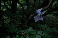 Close-up of a Just Okami jersey hanging on a tree branch with a mountain backdrop.