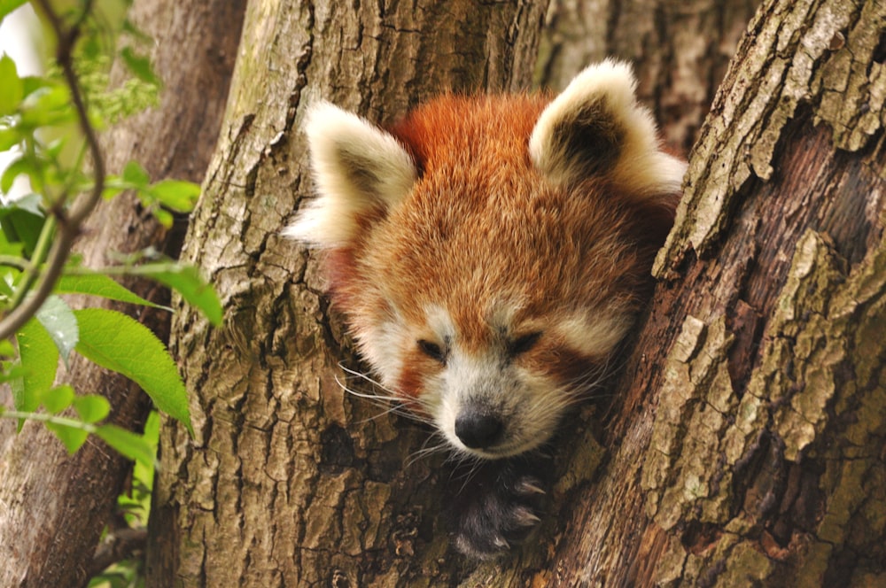 a red panda cub peeking out of the bark of a tree