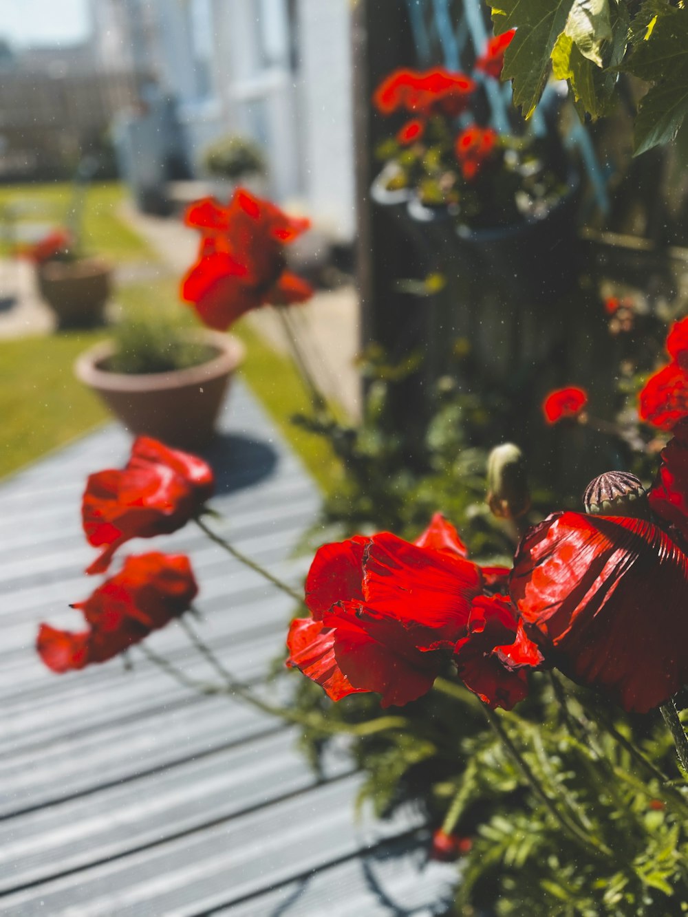 a bunch of red flowers that are by a fence